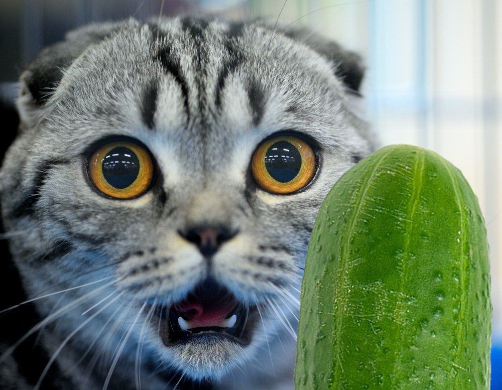The Cucumber that got Reviewed: How to Spot Fake Reviews Online?